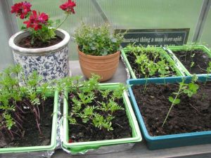 Britt Arnhild's green house, we share the love of gardening