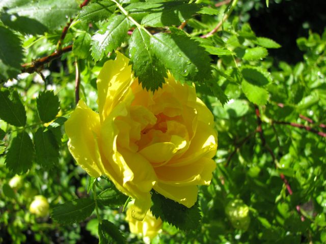 Another rose , another time