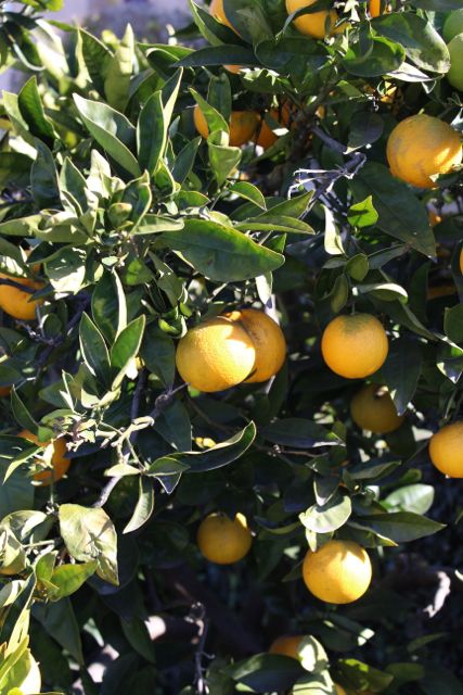 IMG_0501 appelsin tre