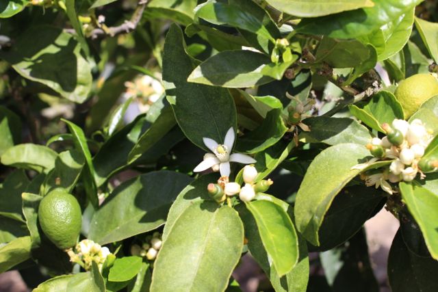 IMG_1331 appelsin blomst