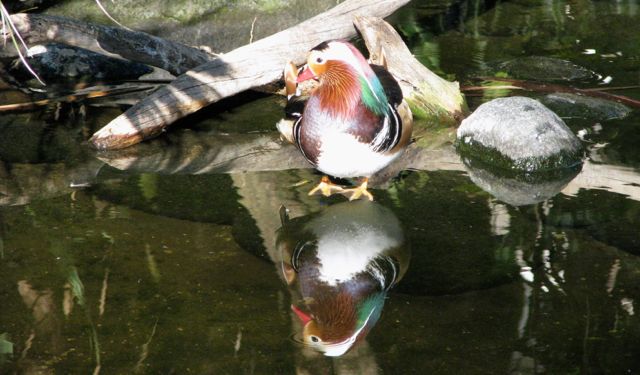 Blogging is reflection