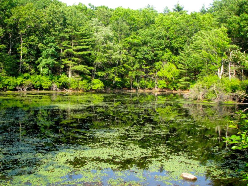 IMG_1452 reflection pond