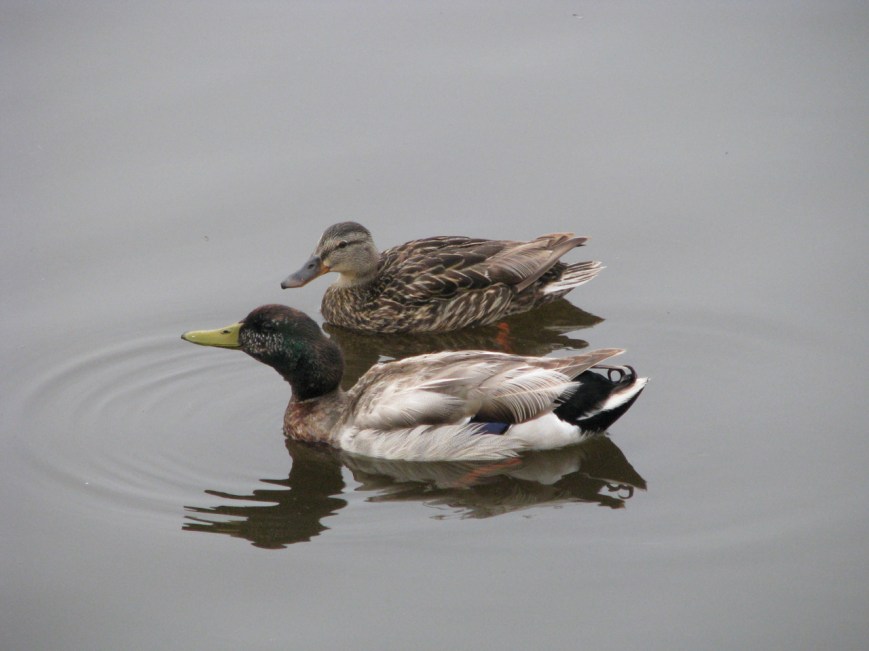 IMG_0997 call a friend