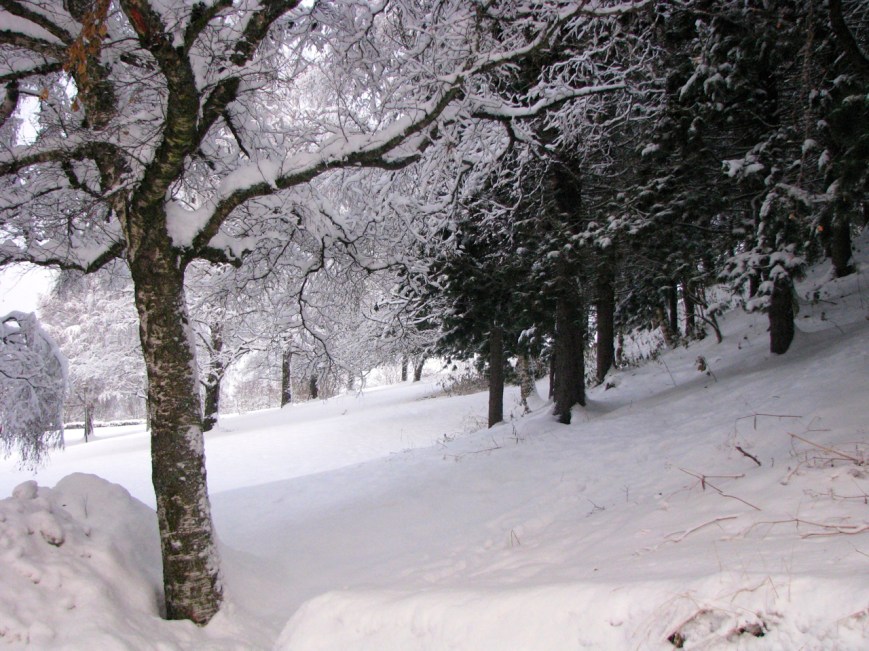 IMG_3795 vinter skog