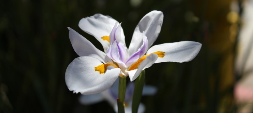 The lilies of the field