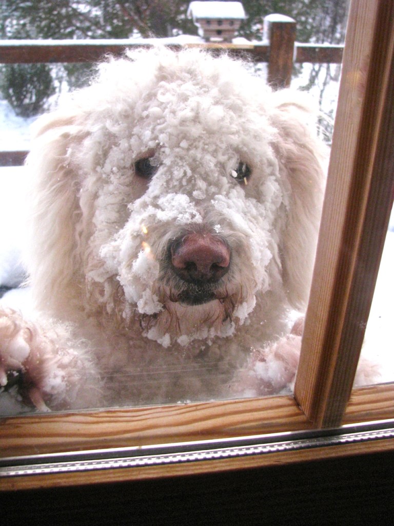 Come play in the snow