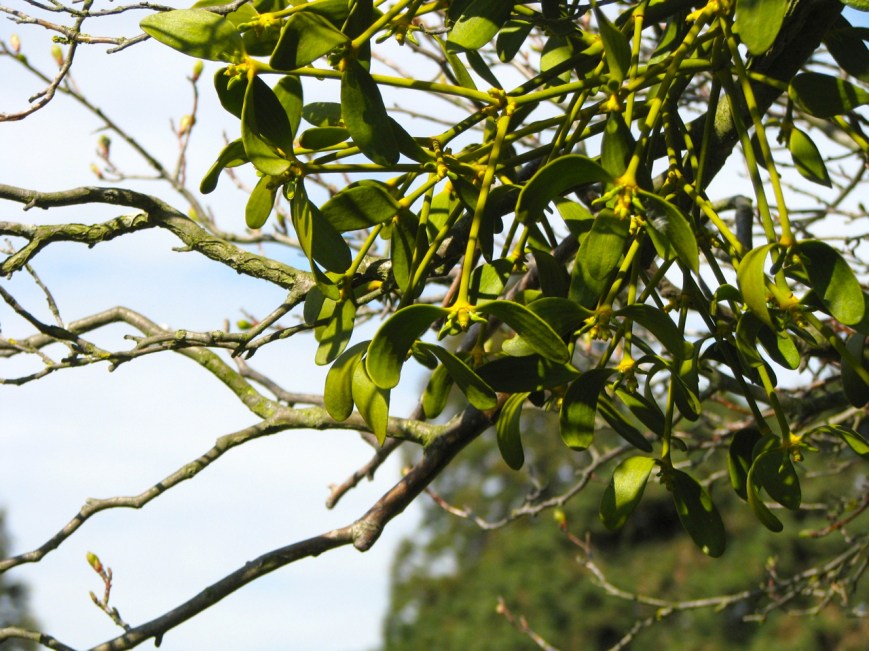 IMG_2804 mistletoe2