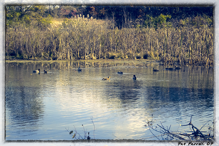 The pond God has given us