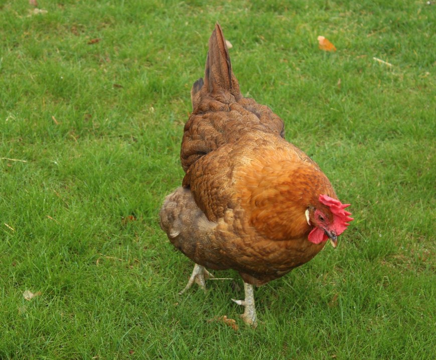 IMG_4489 (1280x1058)