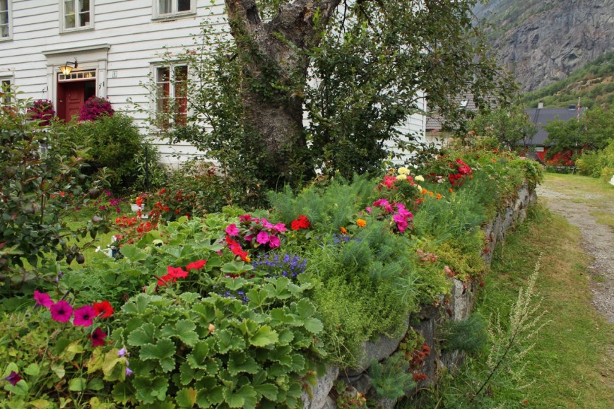Lærdalsøyri, still blooming after the fire this January