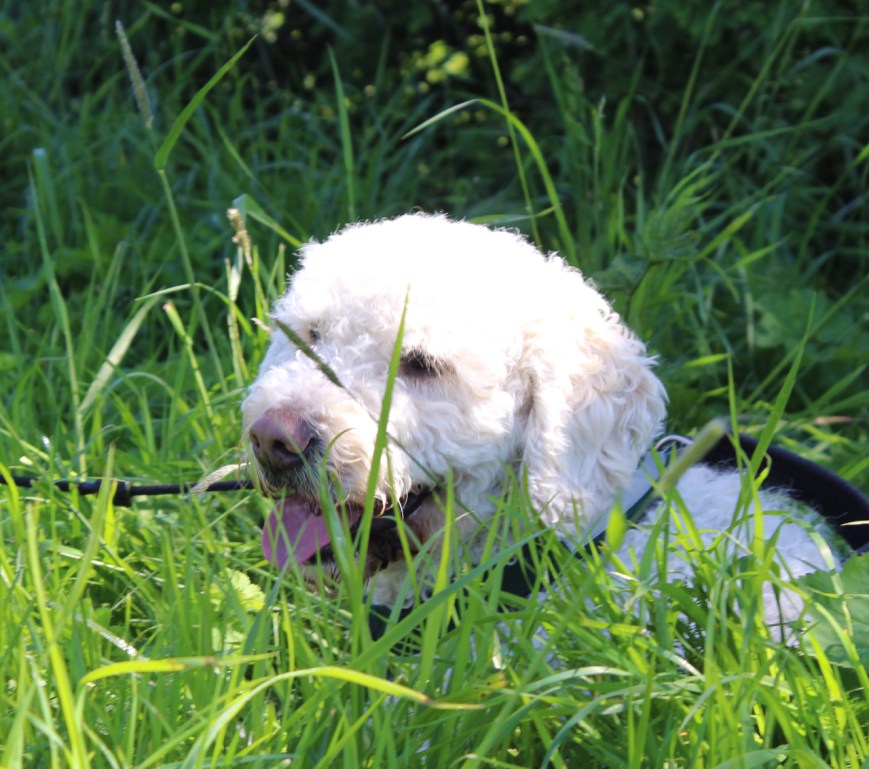 Ruffy hviler i gresset